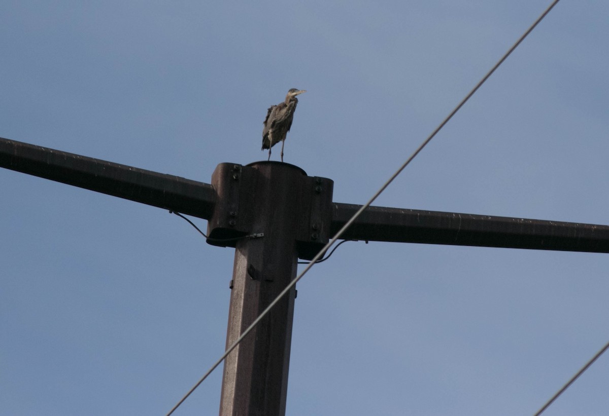 Great Blue Heron - ML642625186