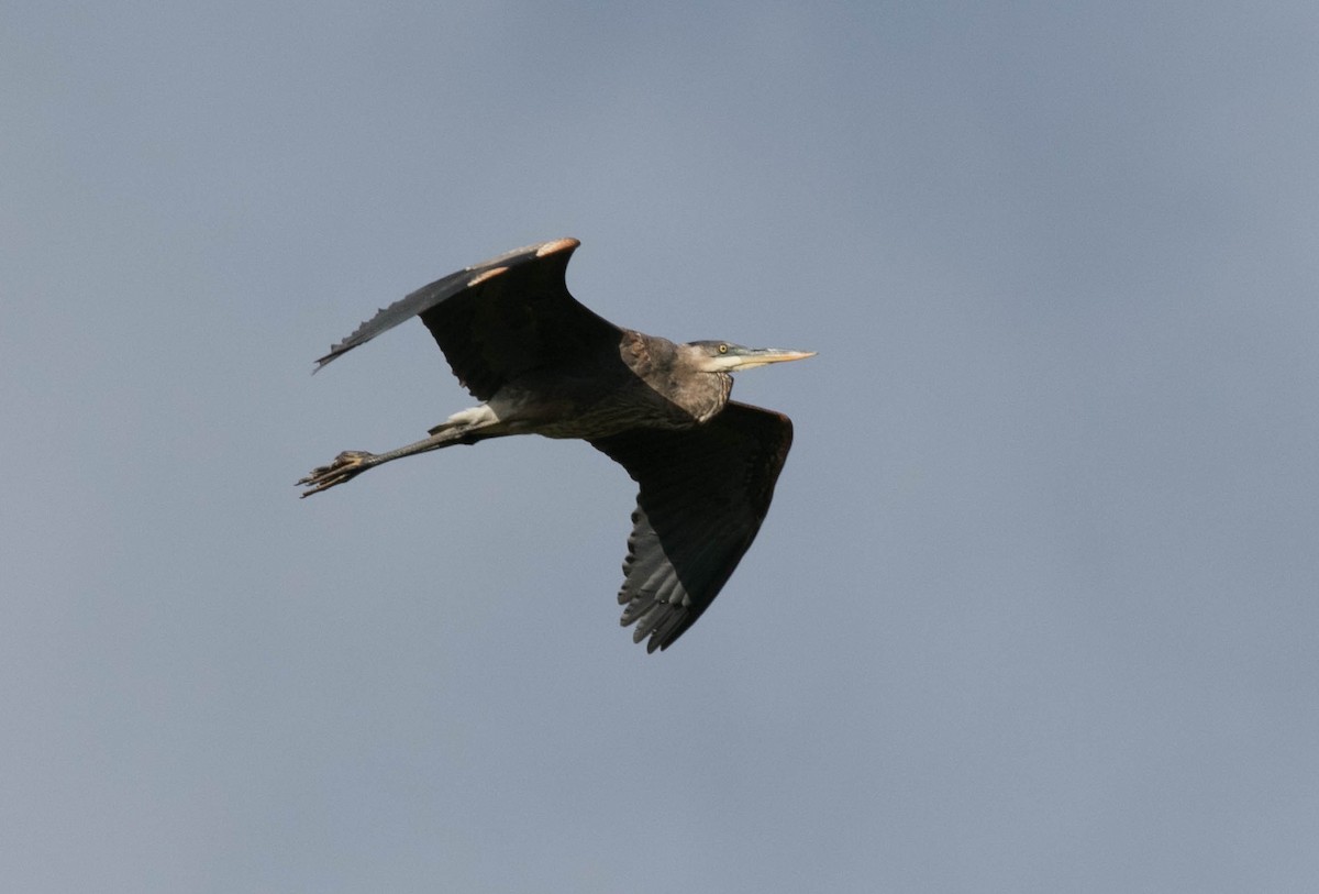 Great Blue Heron - ML642625187