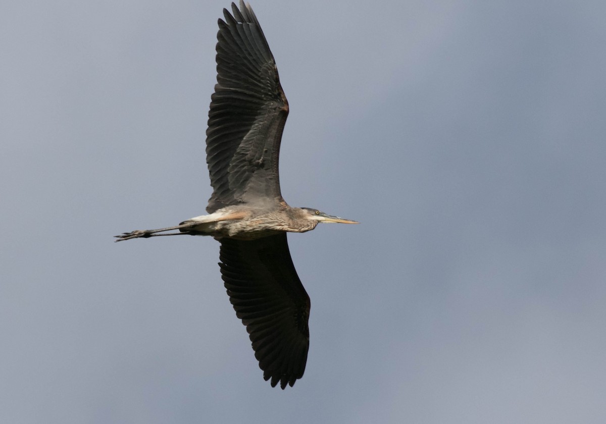Great Blue Heron - ML642625188