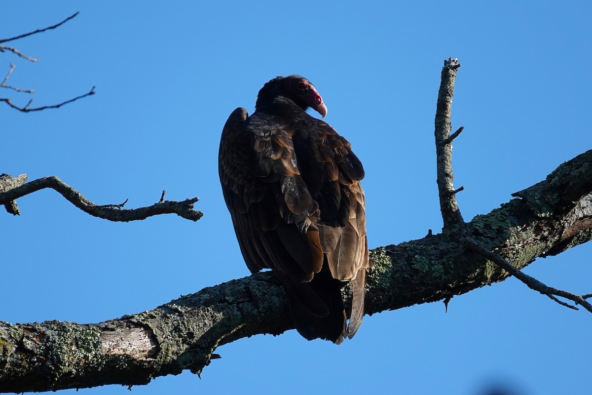 Turkey Vulture - ML642625189