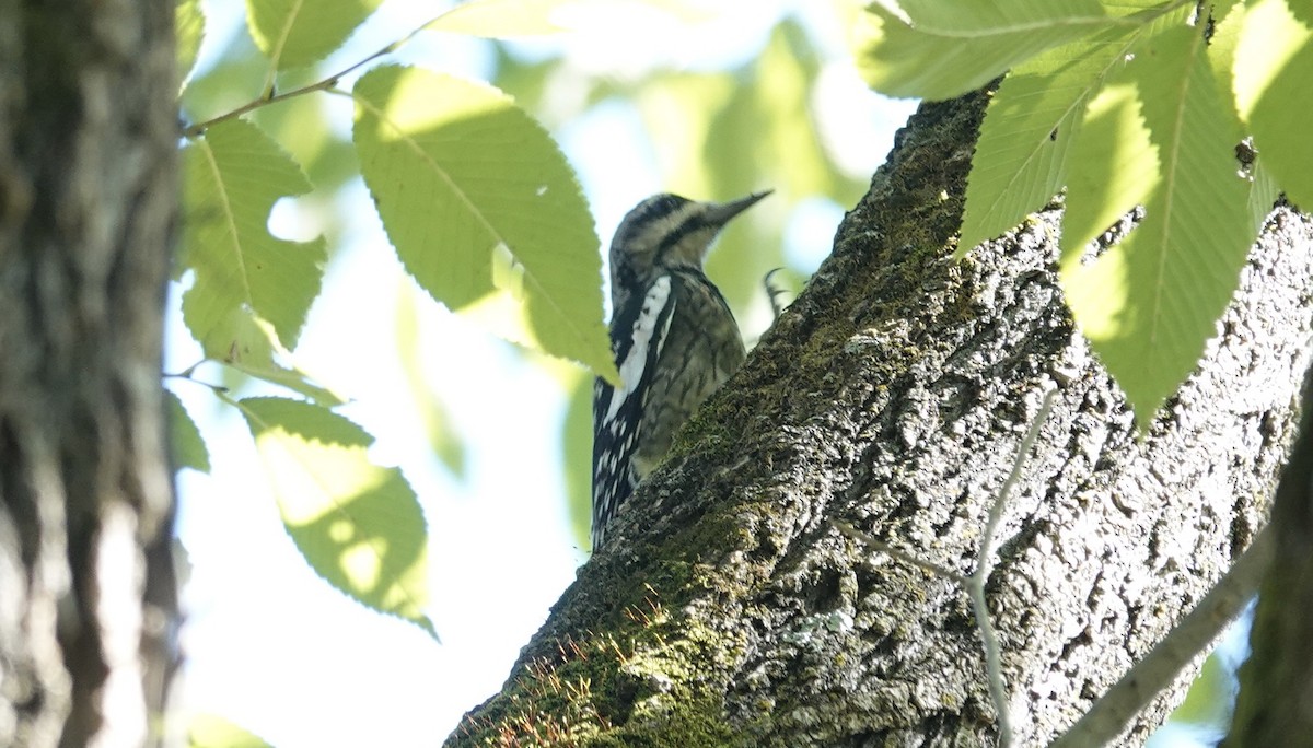 Yellow-bellied Sapsucker - ML642625194