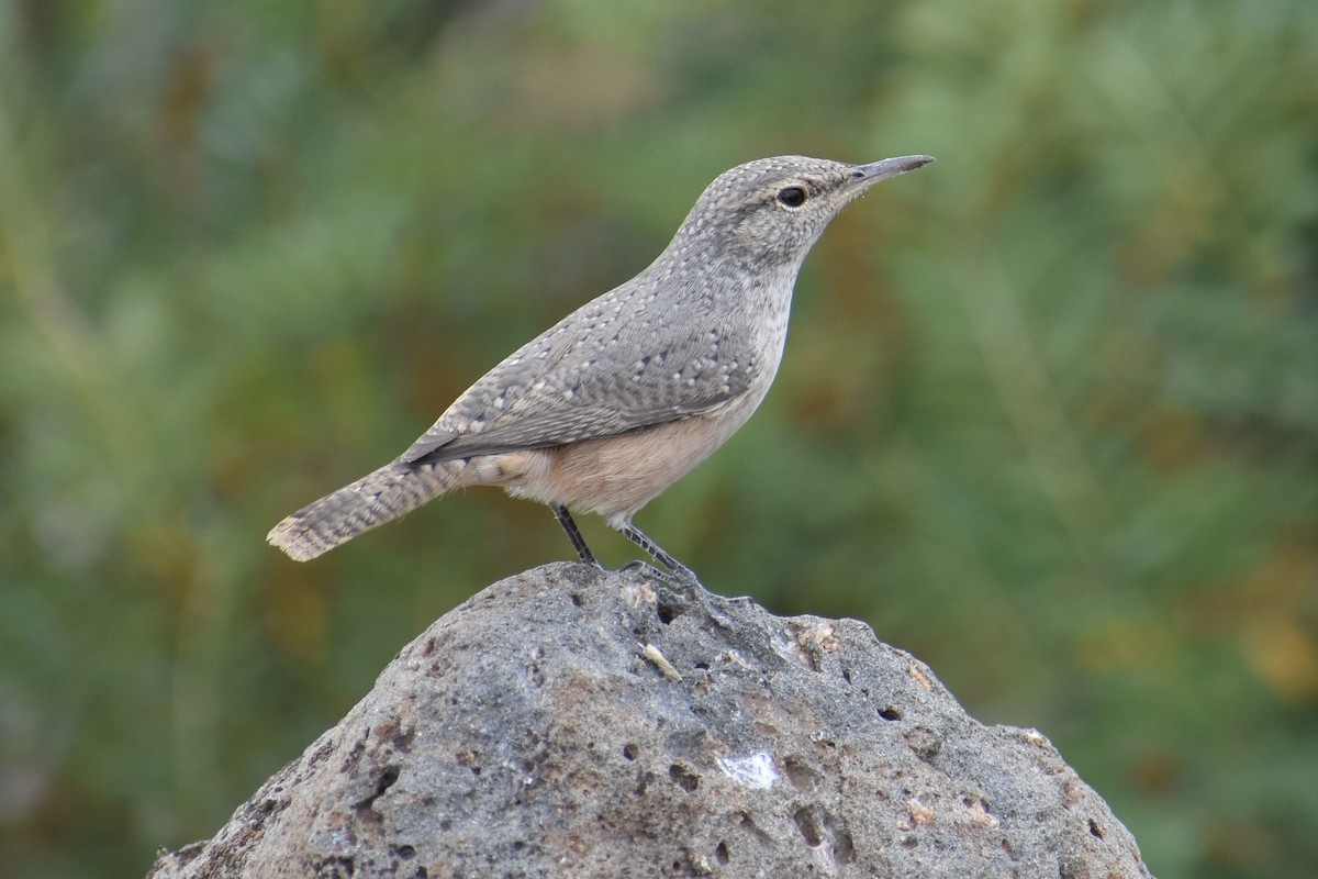 Rock Wren - ML642625195