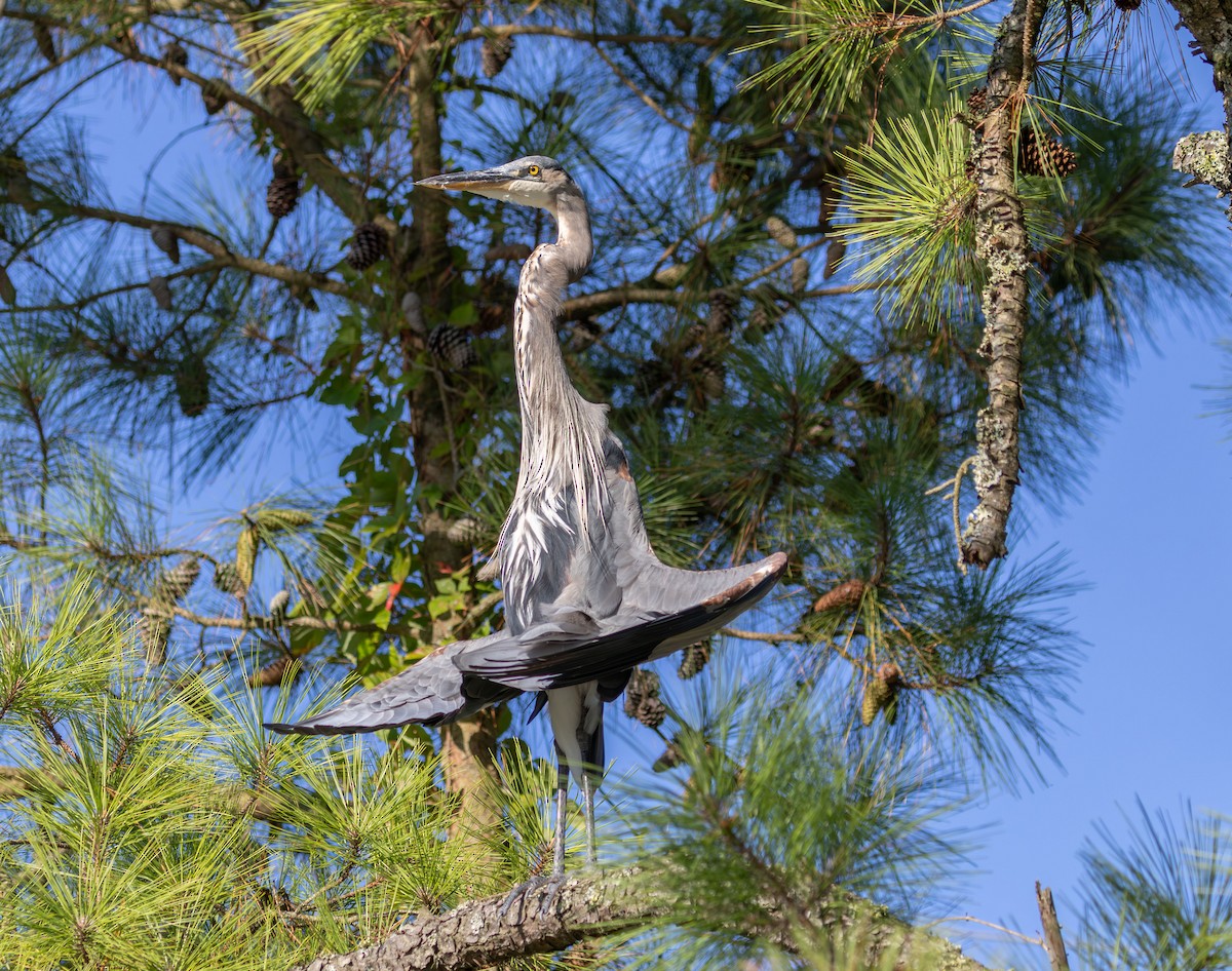 Great Blue Heron - ML642625206