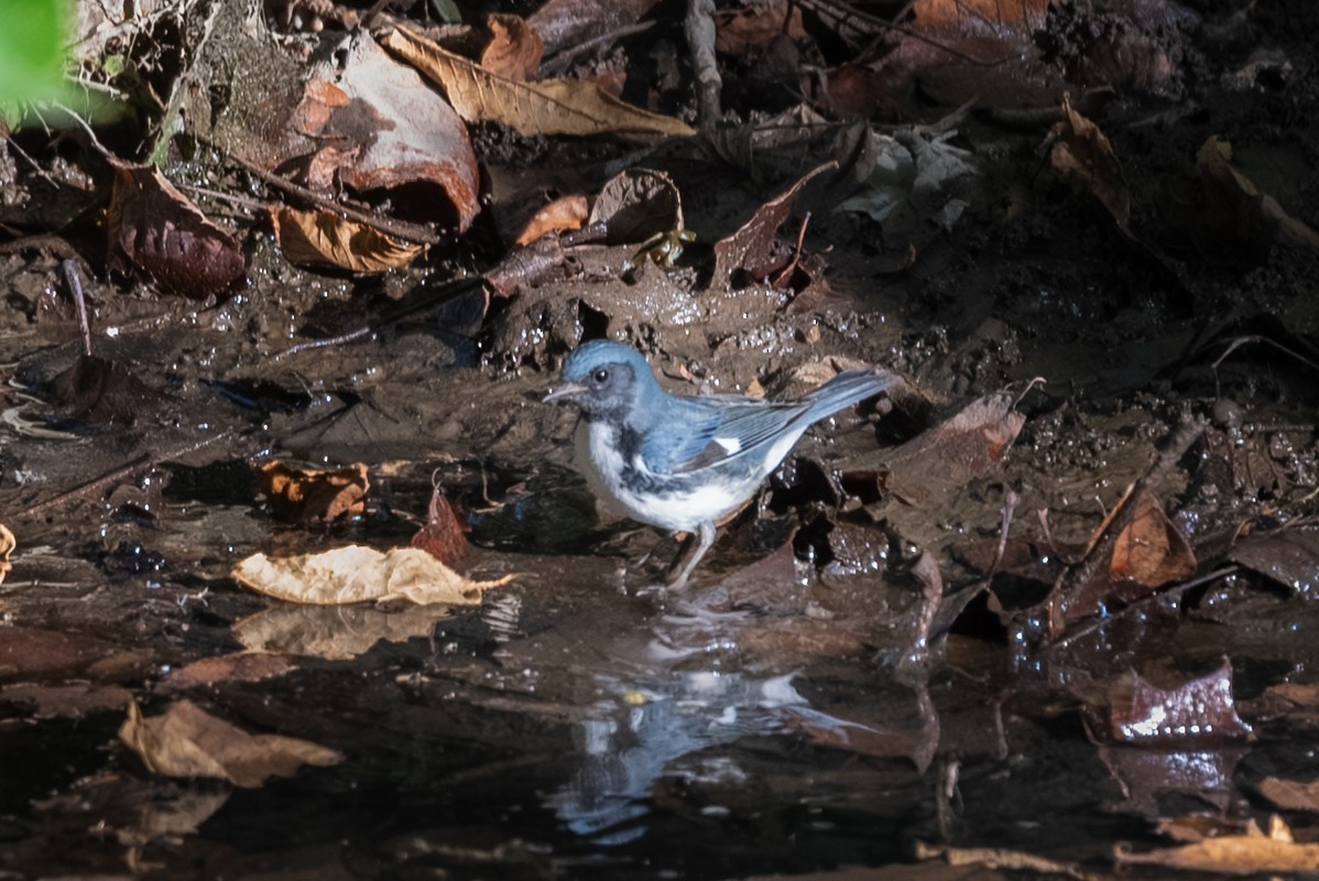 Black-throated Blue Warbler - ML642625210