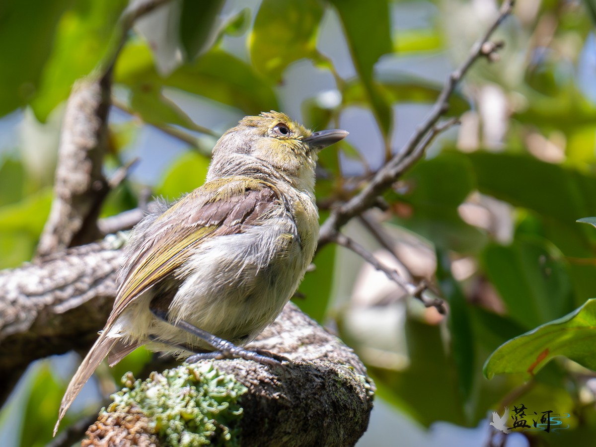 Kalın Gagalı Vireo - ML642625213