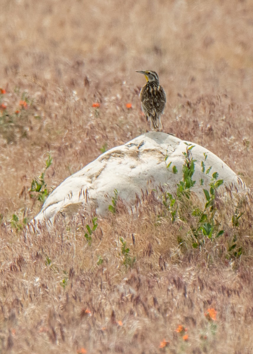 Western Meadowlark - ML642625218