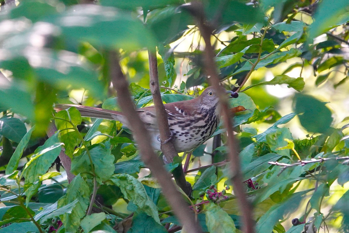 Brown Thrasher - ML642625220