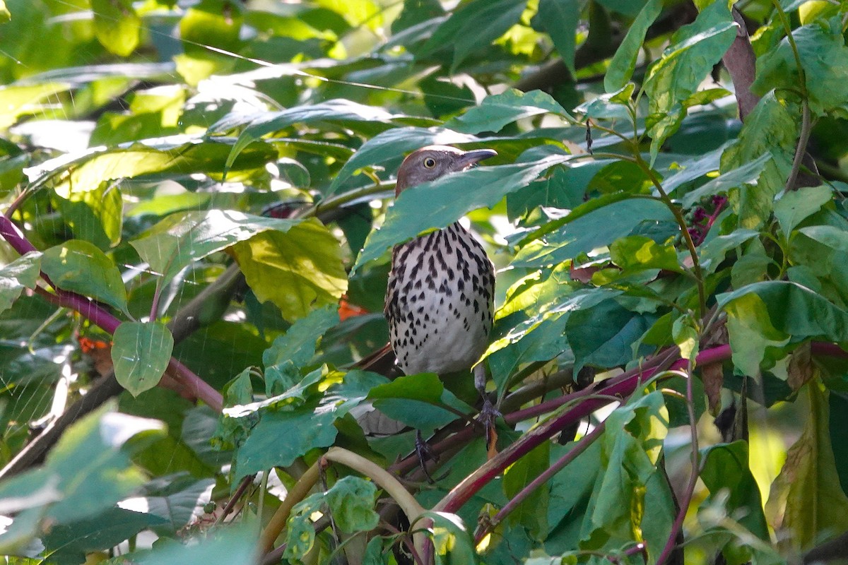 Brown Thrasher - ML642625221