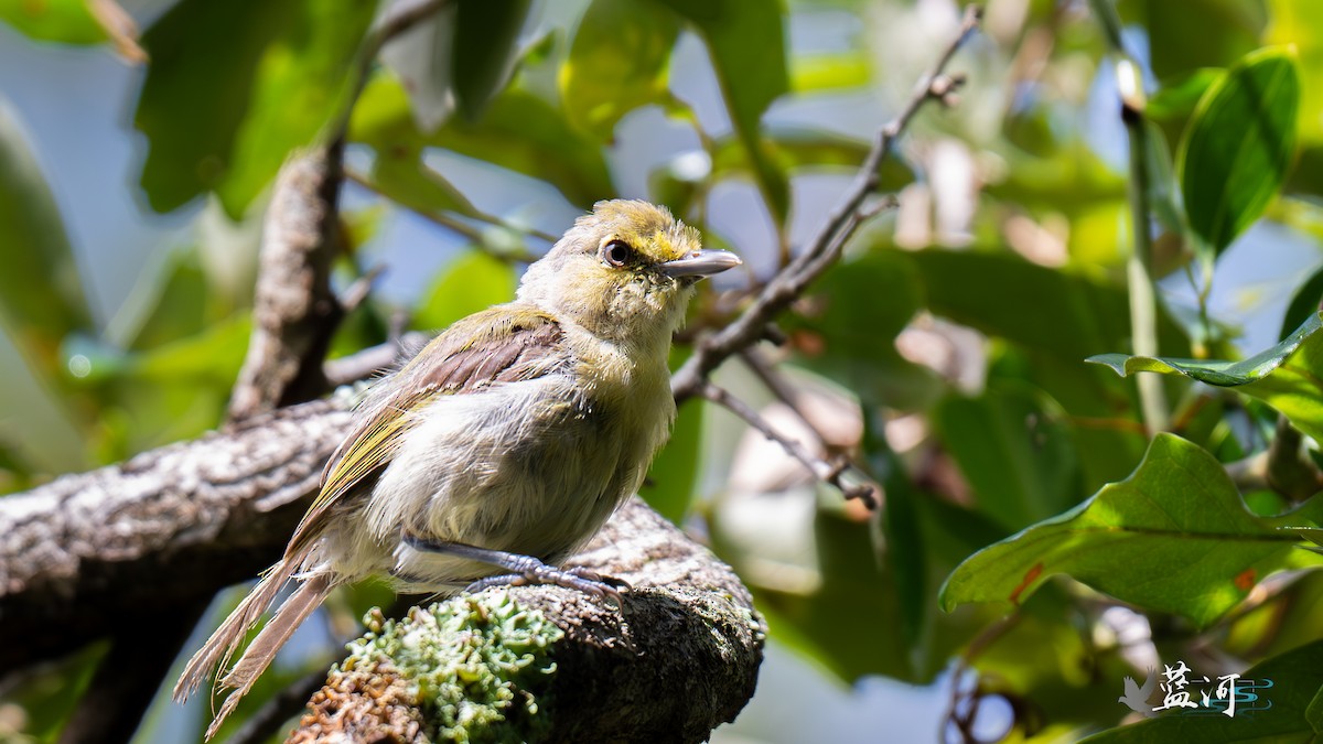 Kalın Gagalı Vireo - ML642625225