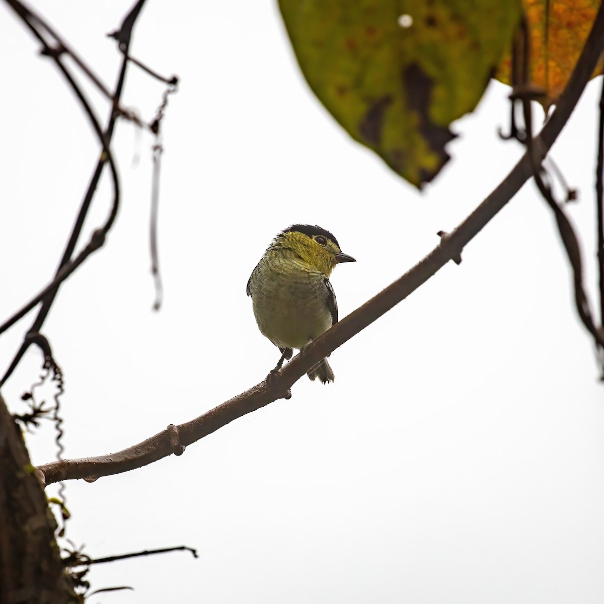 Barred Becard - ML642625240