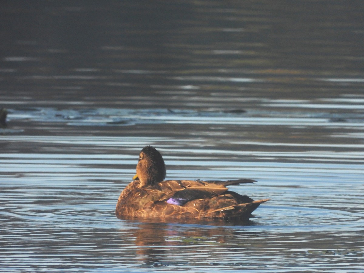 American Black Duck - ML642625242