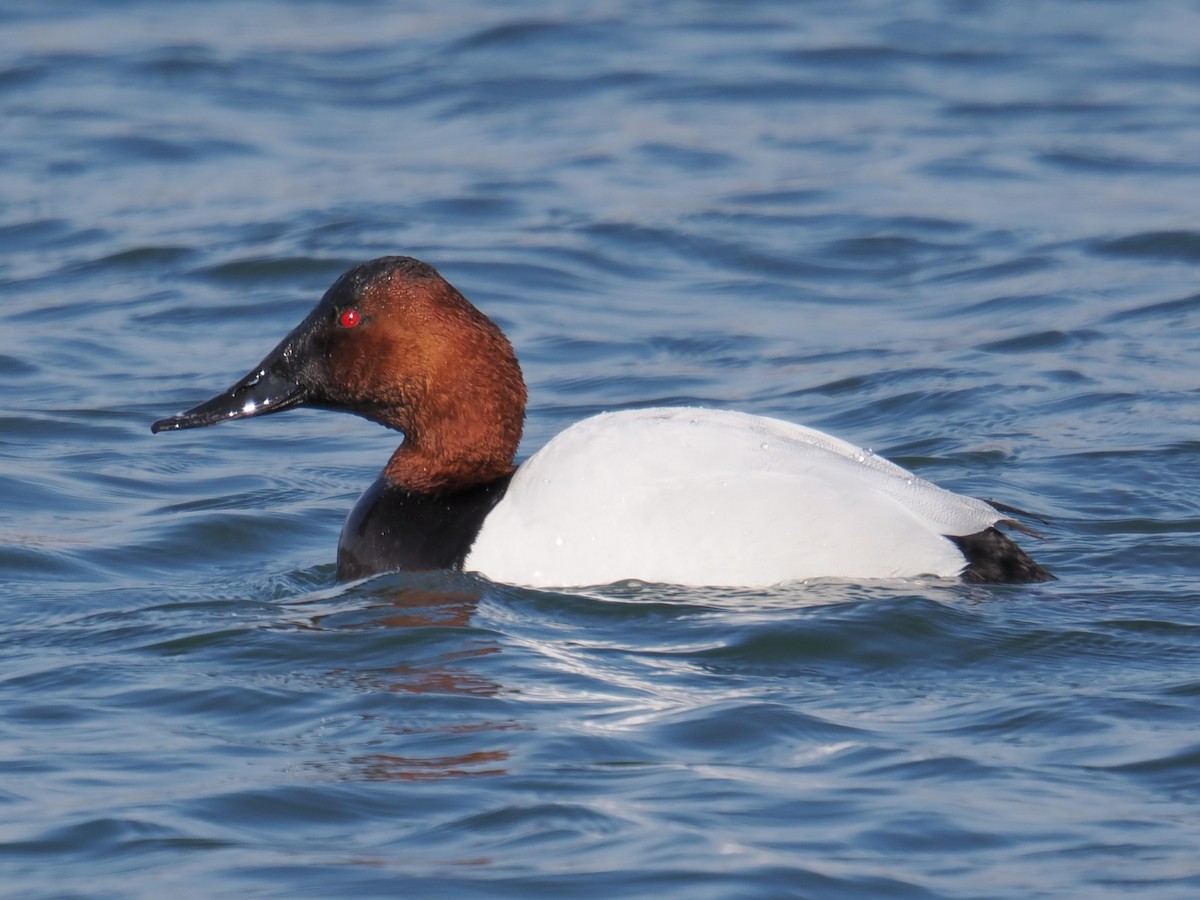 Canvasback - ML642625250