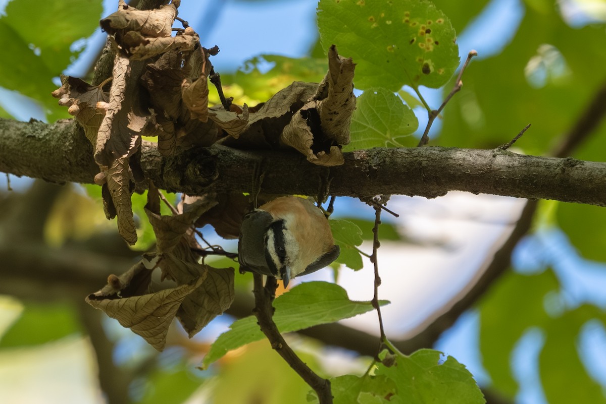 Red-breasted Nuthatch - ML642625266