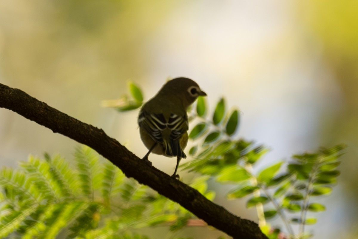 Blue-headed Vireo - ML642625291