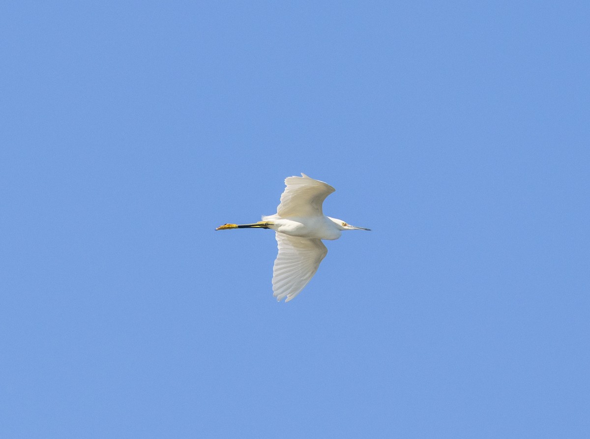 Snowy Egret - ML642625293