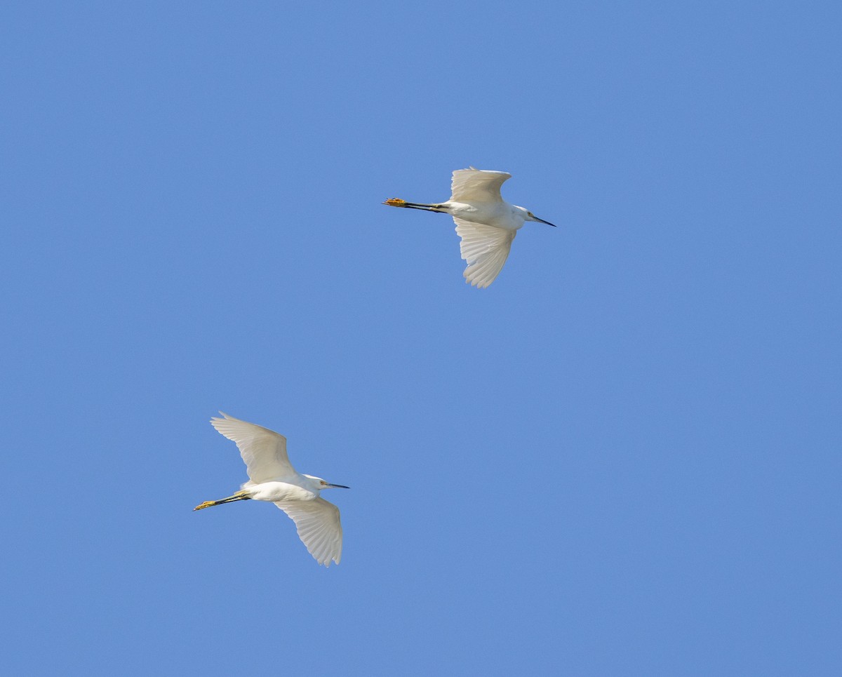 Snowy Egret - ML642625294