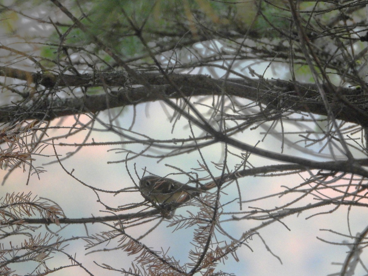 Ruby-crowned Kinglet - ML642625295