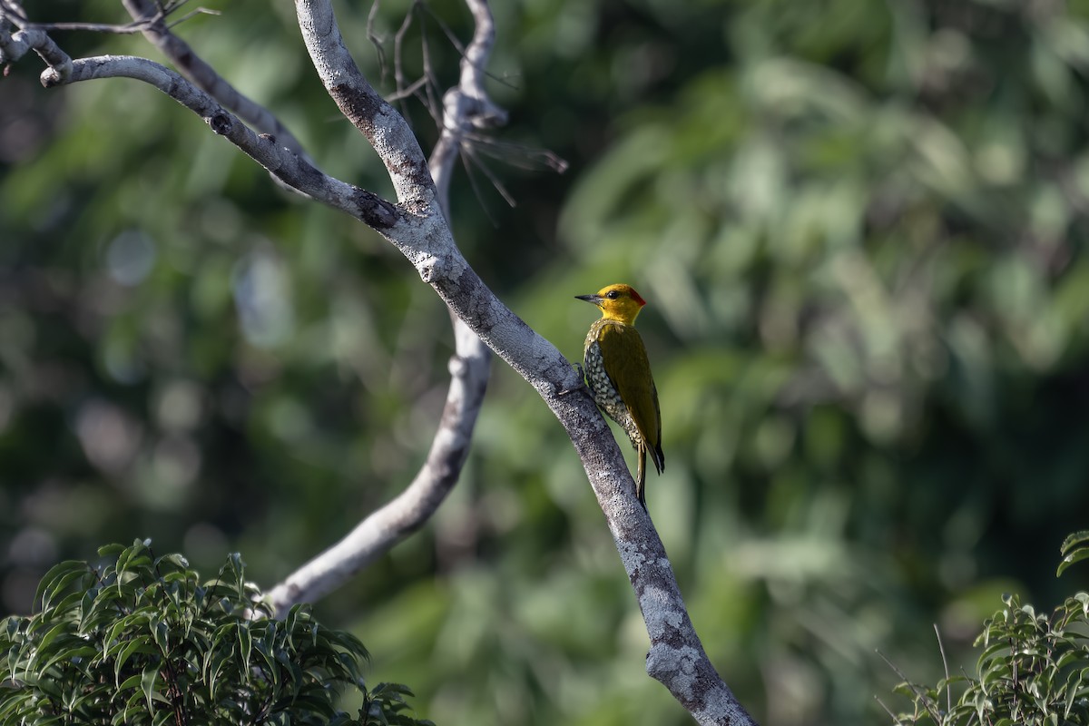 Carpintero Gorjigualdo - ML642625308
