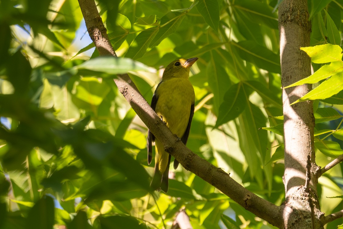 Scarlet Tanager - ML642625317