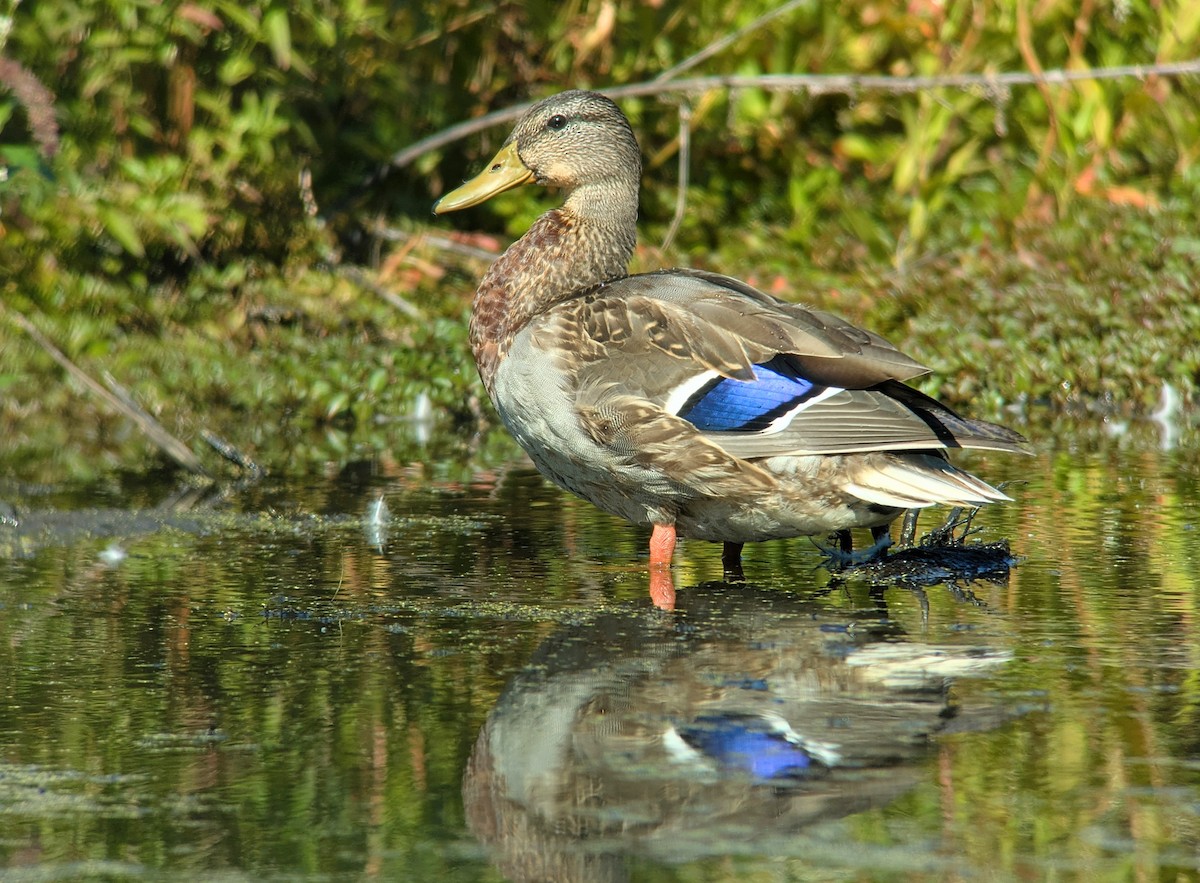 Mallard - ML642625321