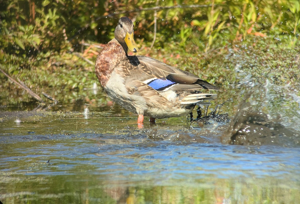 Mallard - ML642625322