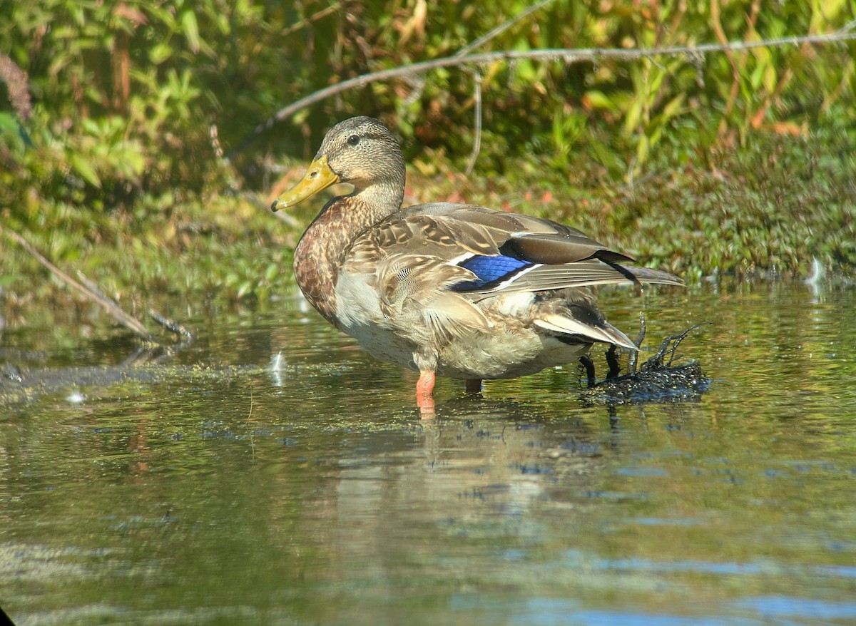 Mallard - ML642625323