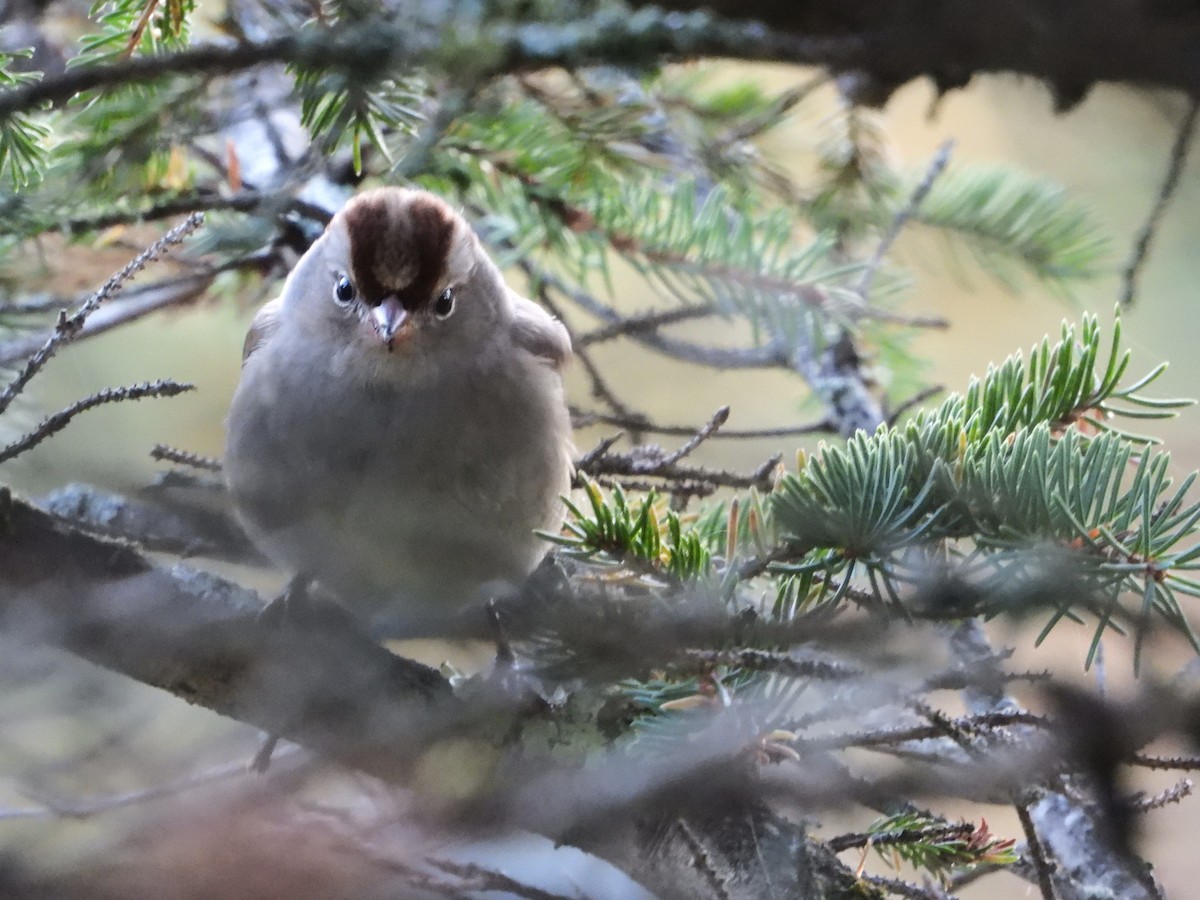 White-crowned Sparrow - ML642625343