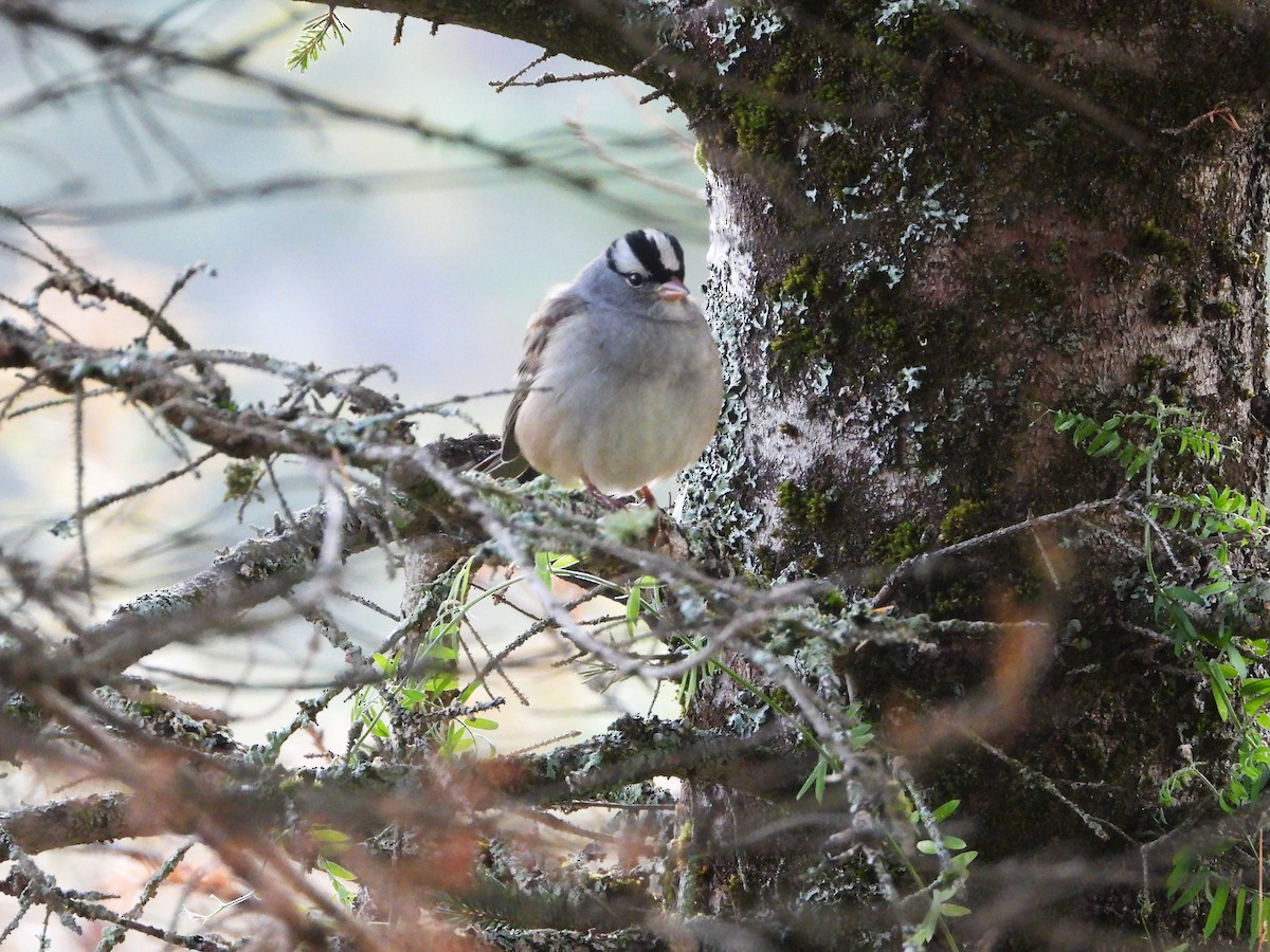 White-crowned Sparrow - ML642625344