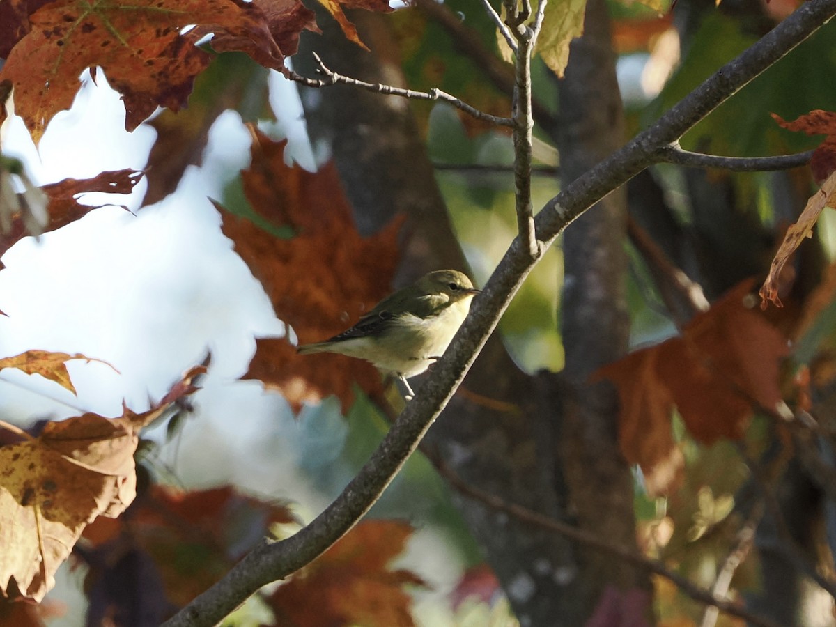 Tennessee Warbler - ML642625345