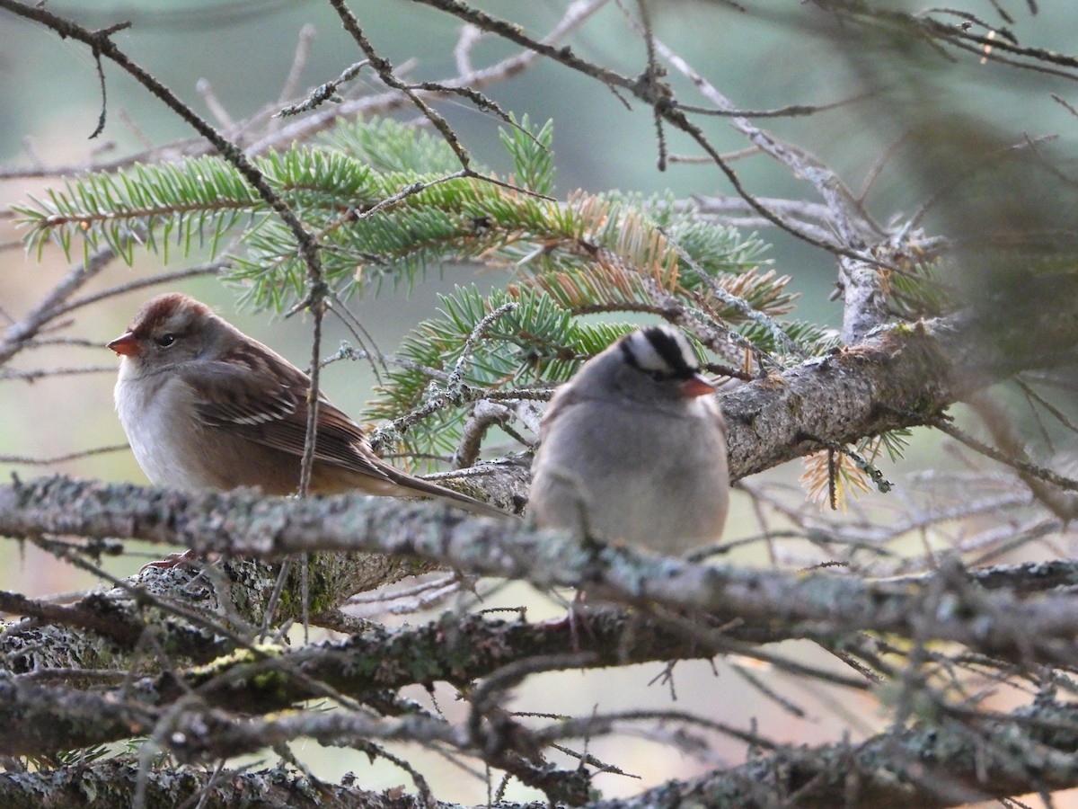 White-crowned Sparrow - ML642625346