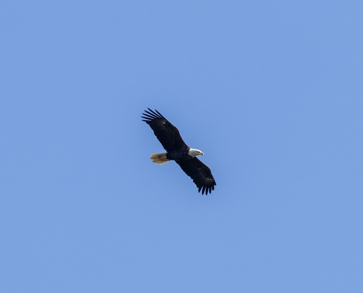 Bald Eagle - ML642625350