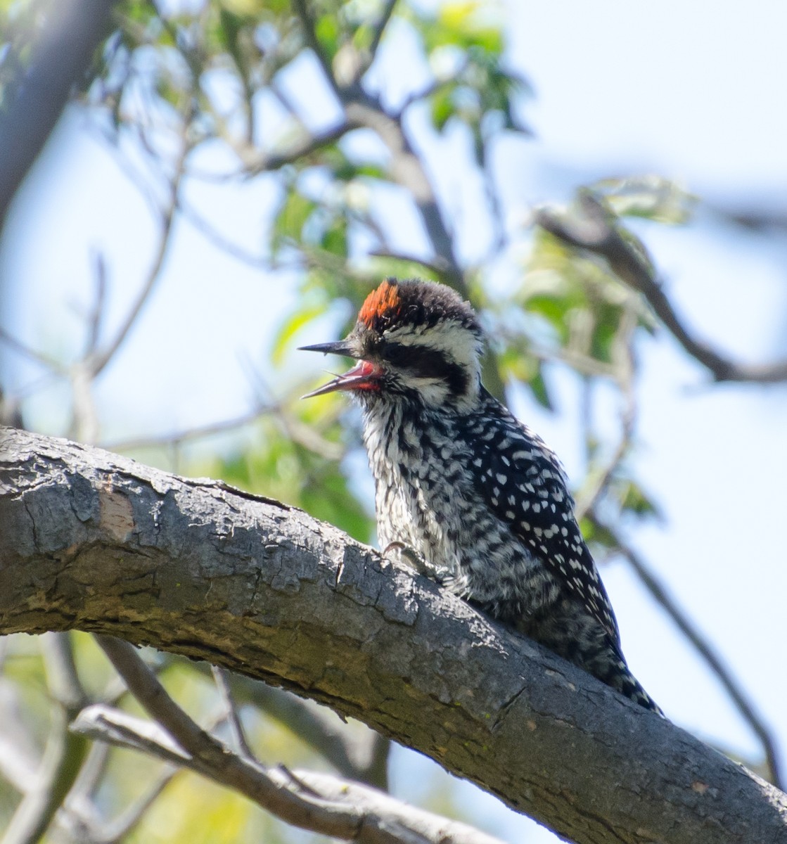 Striped Woodpecker - ML642625363