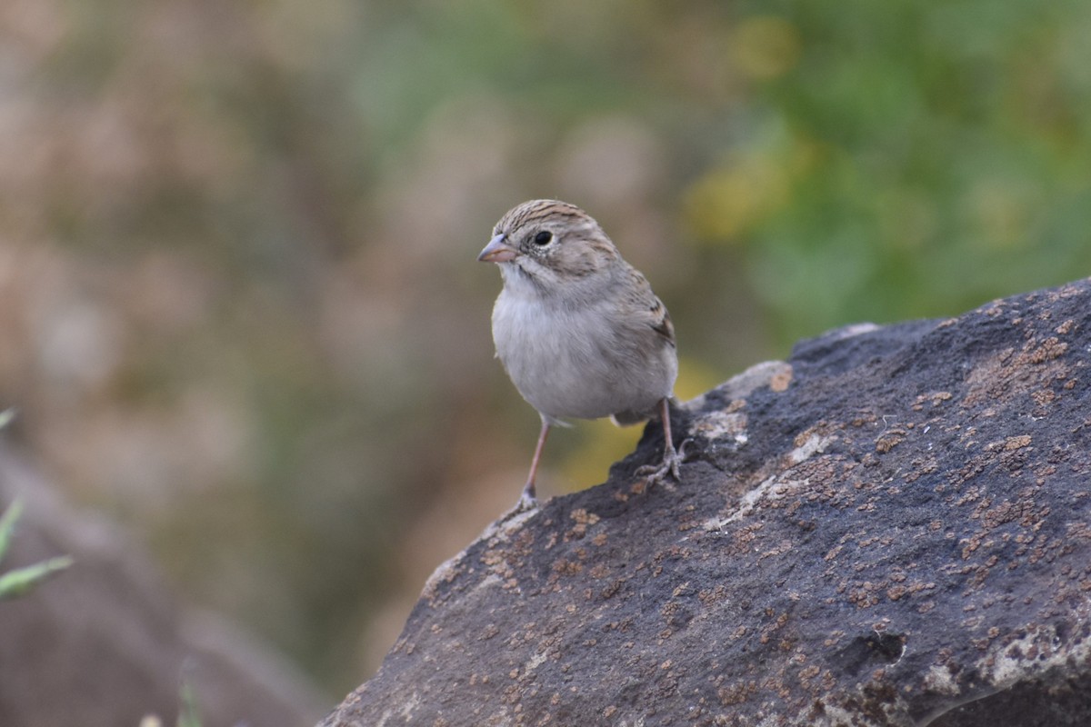 Brewer's Sparrow - ML642625370