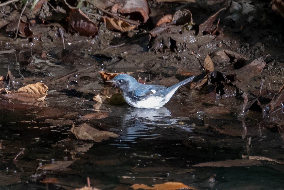 Black-throated Blue Warbler - ML642625374