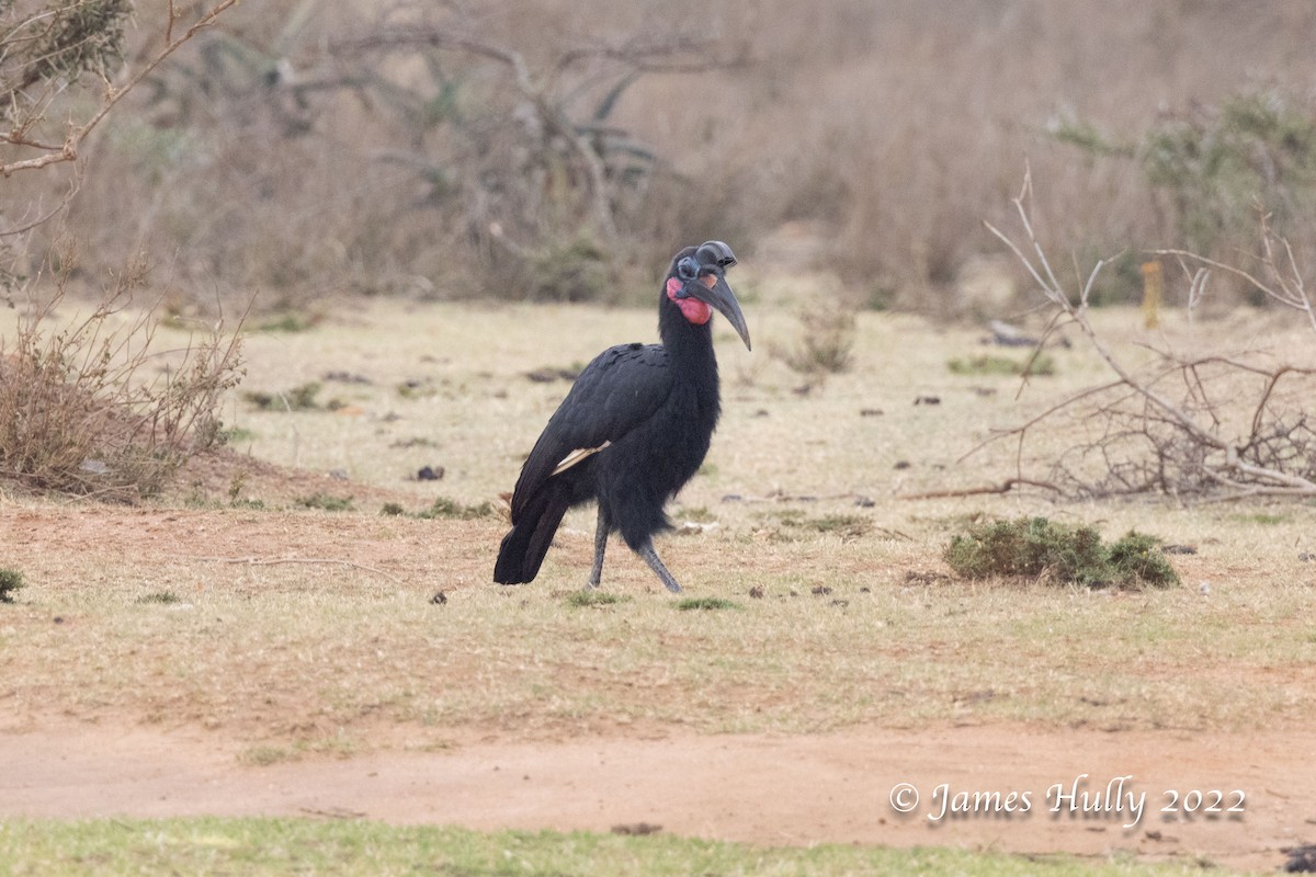 Abyssinian Ground-Hornbill - ML642625380