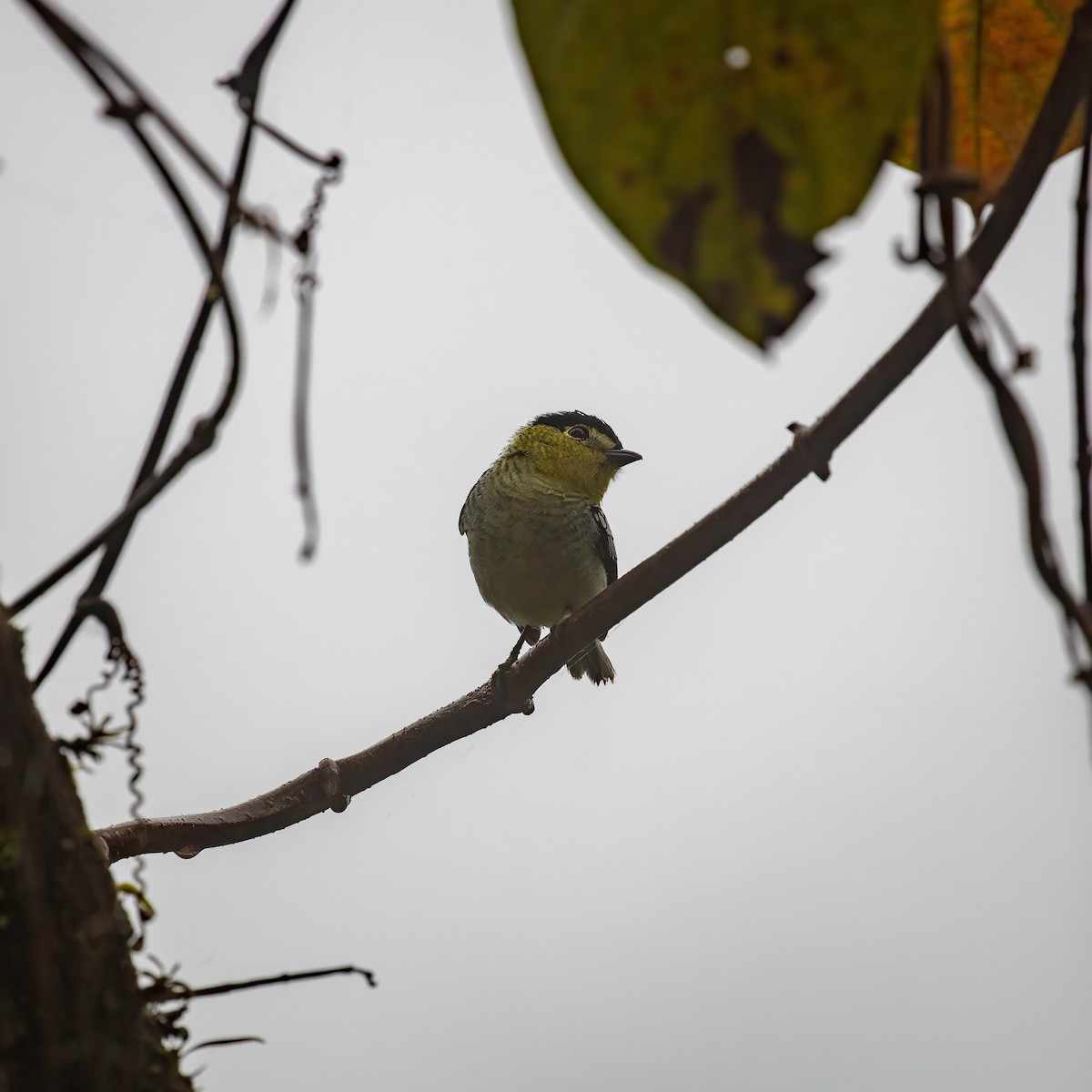 Barred Becard - ML642625383