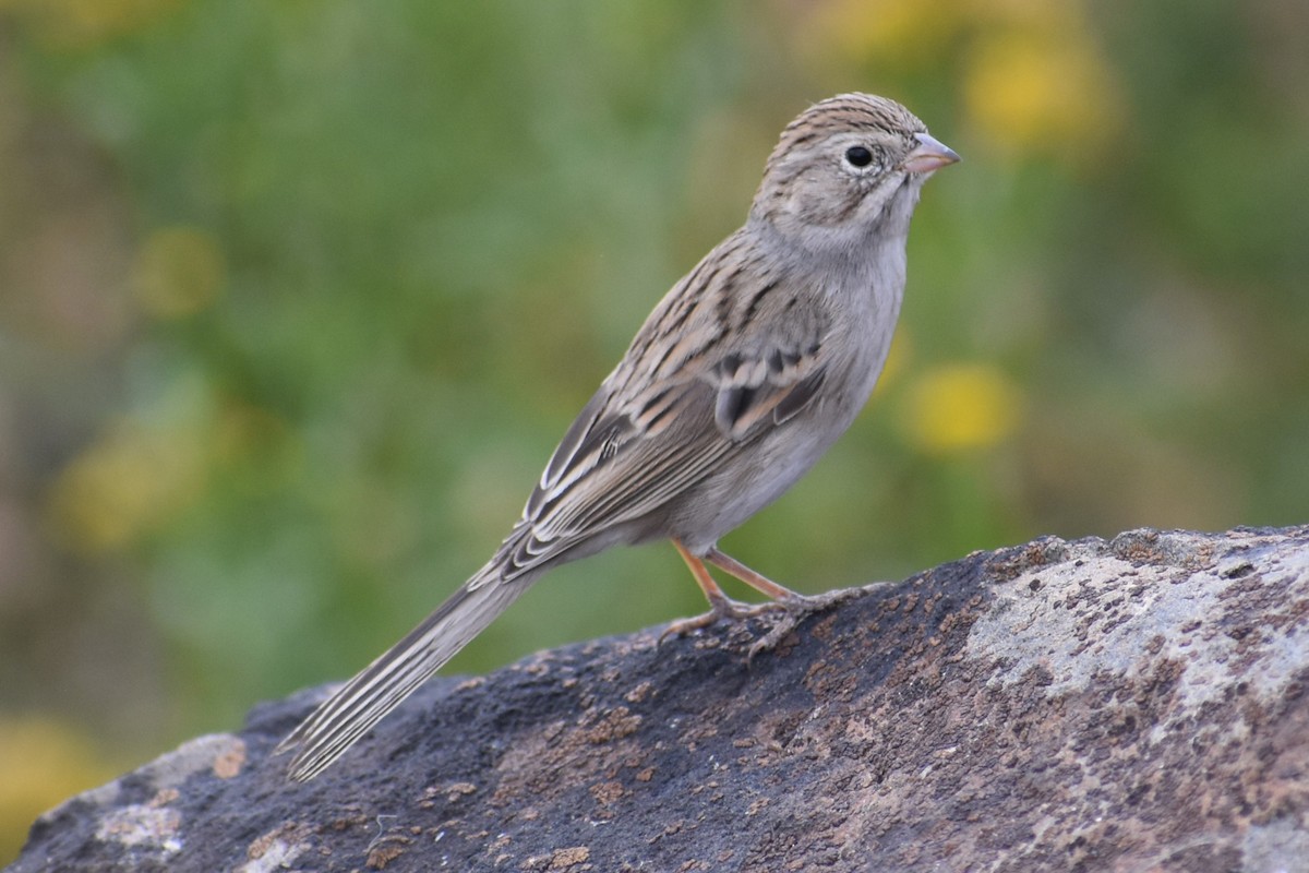 Brewer's Sparrow - ML642625384