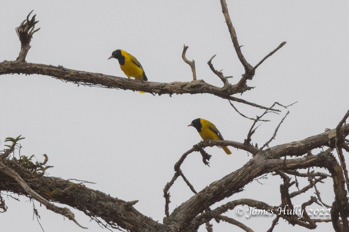 African Black-headed Oriole - ML642625385