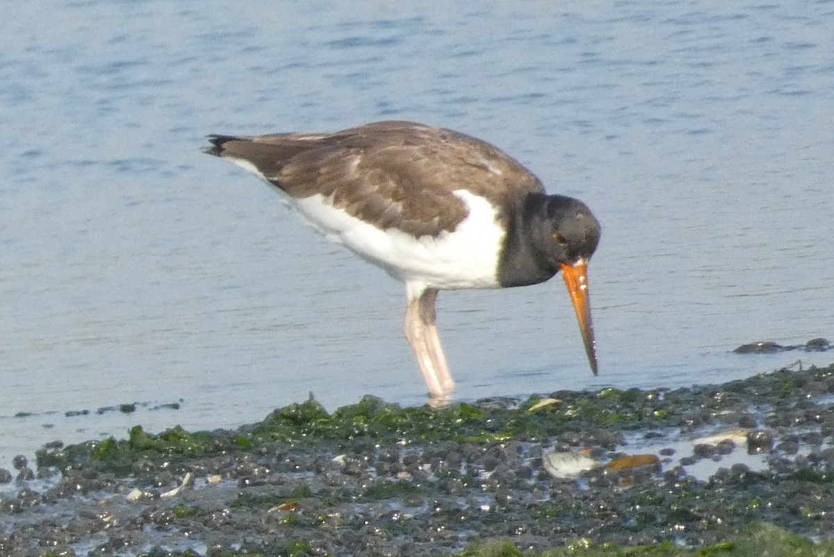 American Oystercatcher - ML642625405