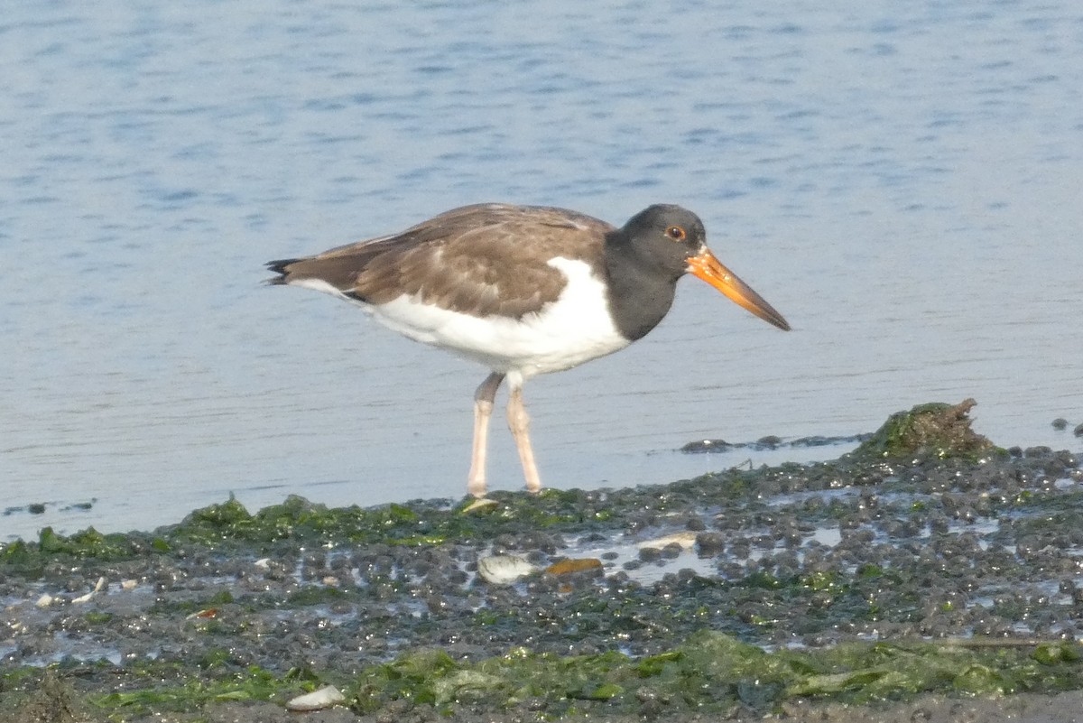 American Oystercatcher - ML642625406