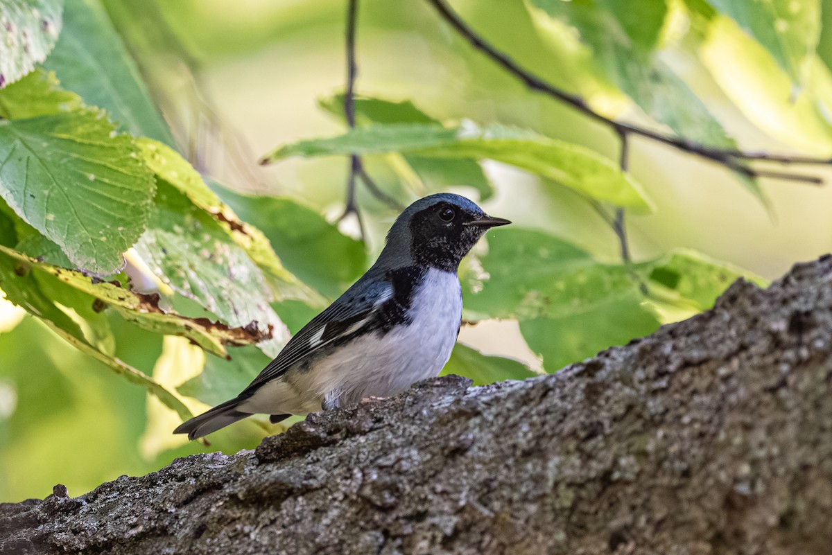 Black-throated Blue Warbler - ML642625418
