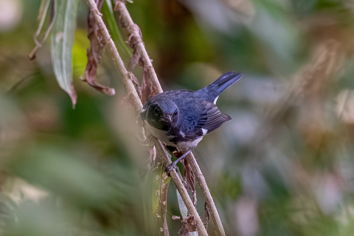 Black-throated Blue Warbler - ML642625430