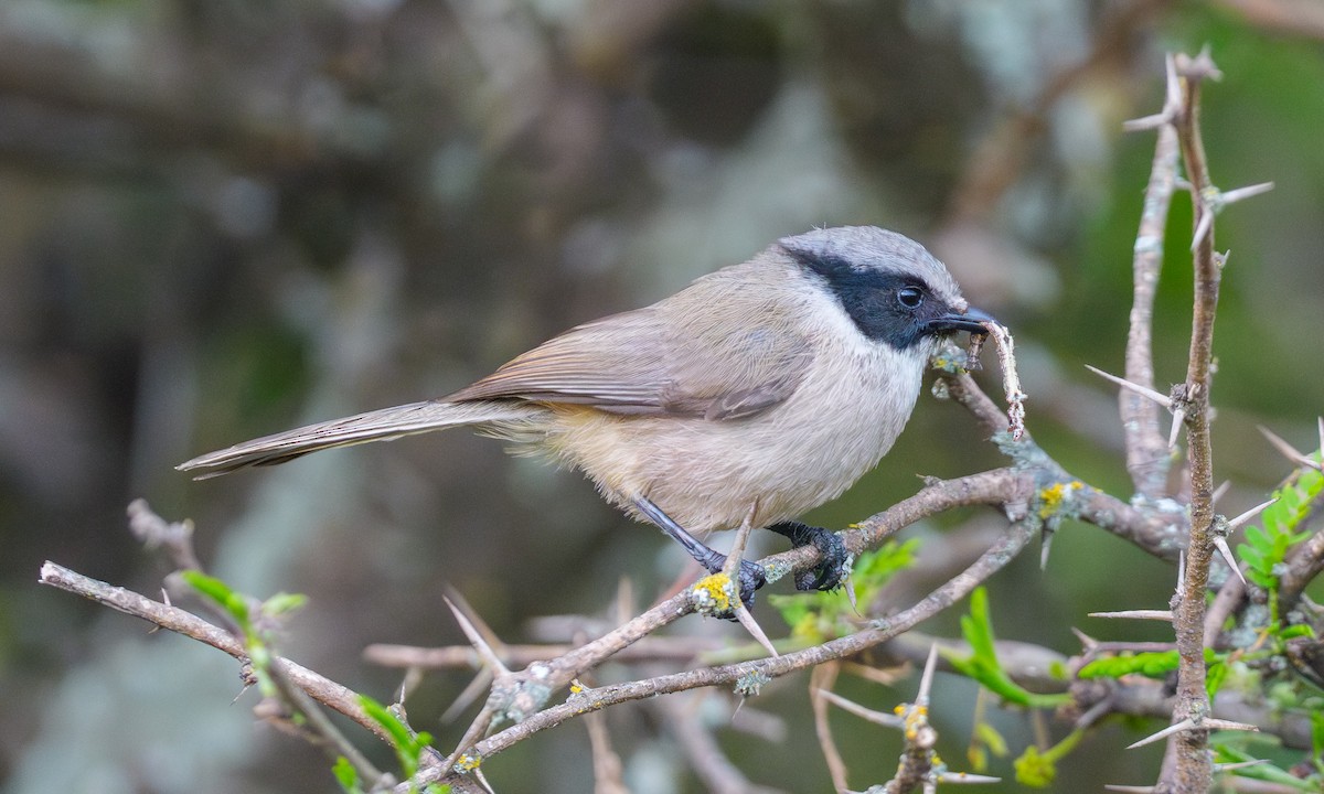 Bushtit - ML642625461
