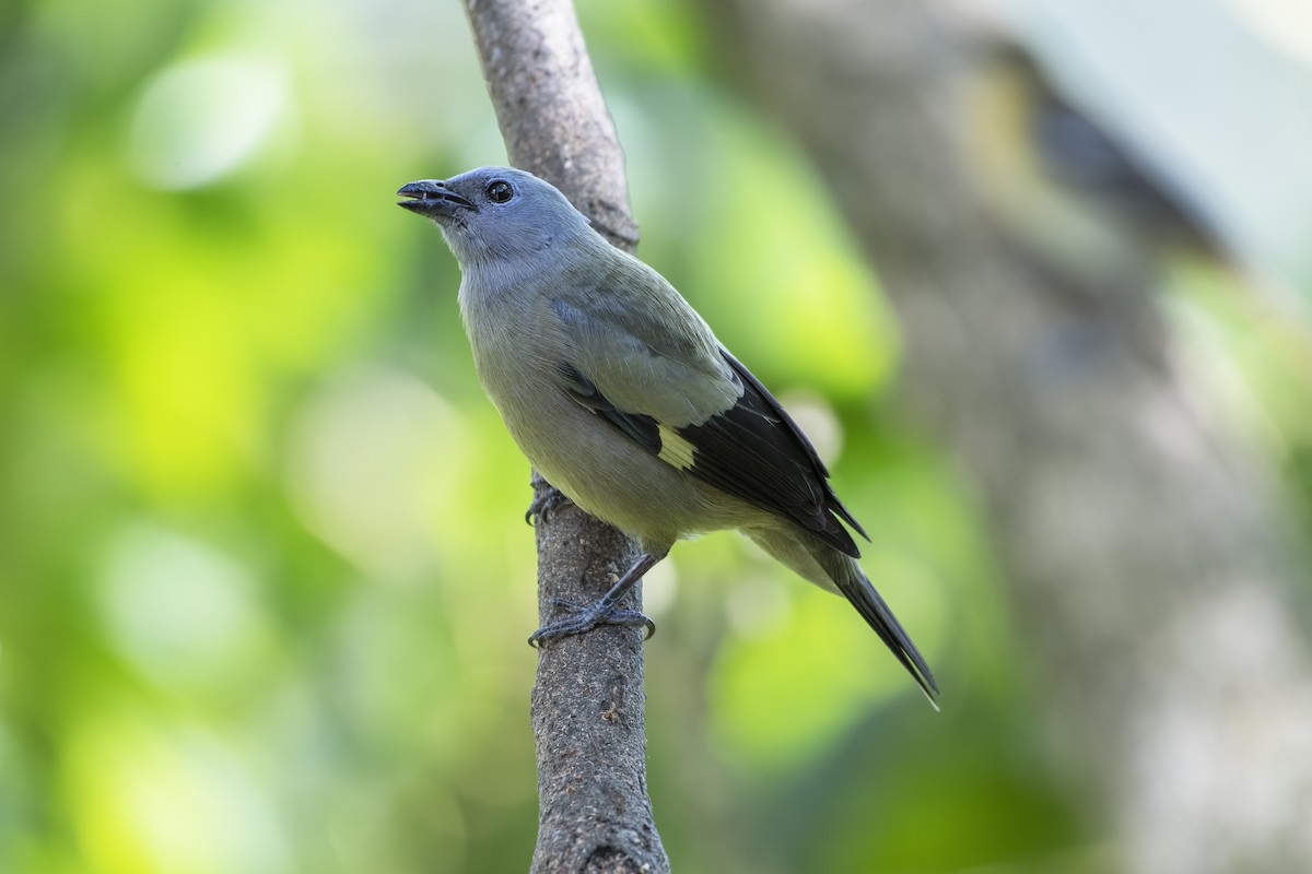 Yellow-winged Tanager - ML642625462