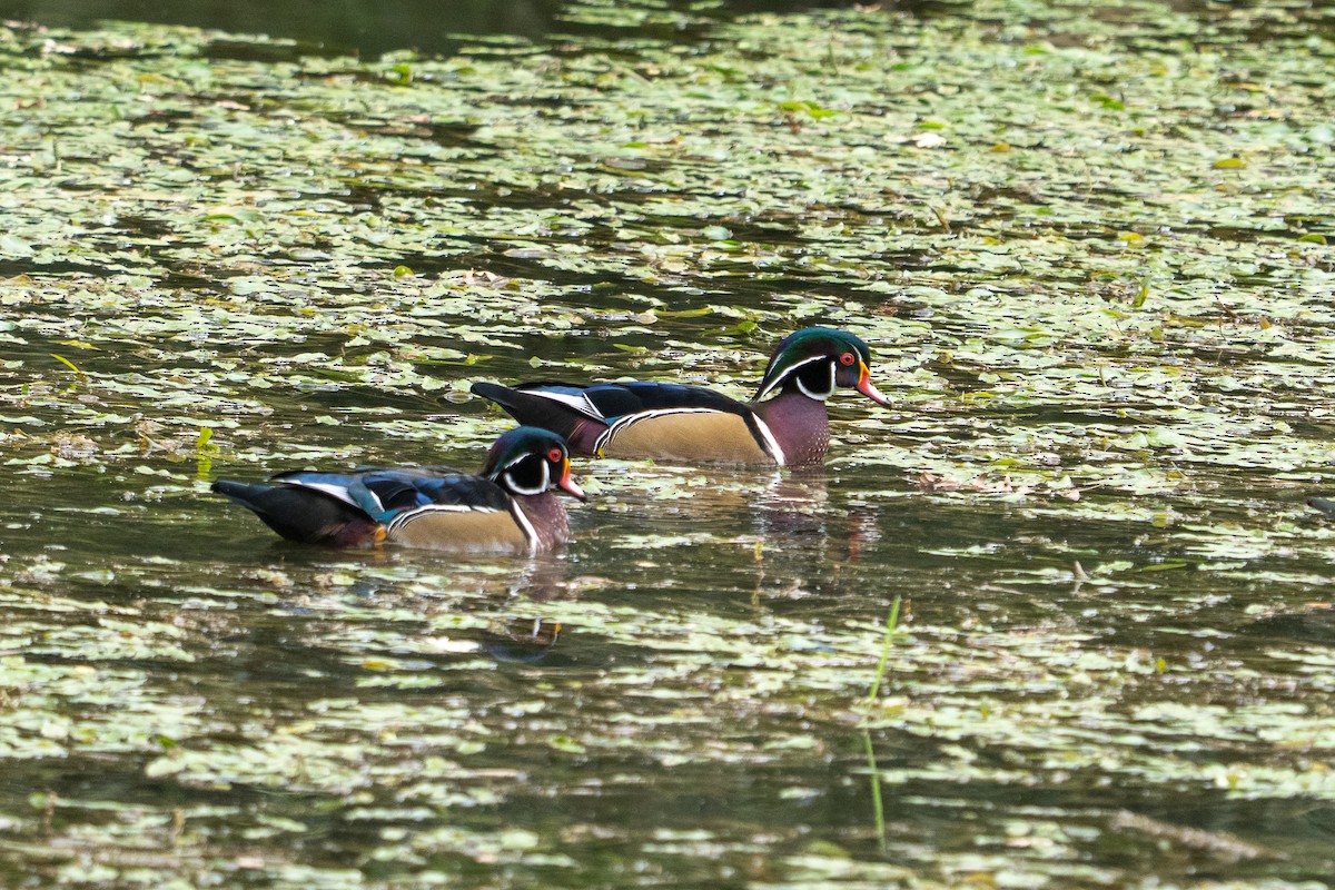 Wood Duck - ML642625464