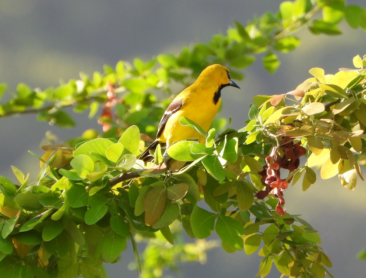 Yellow Oriole - ML642625466