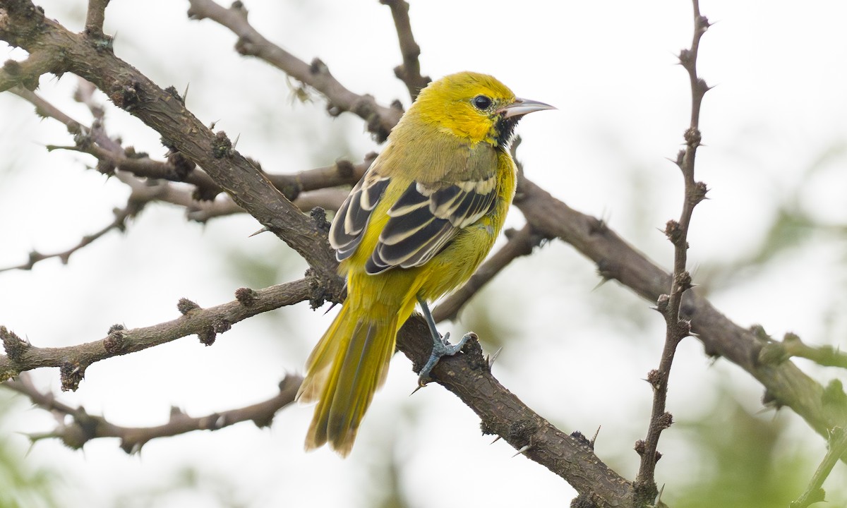 Orchard Oriole - ML642625467