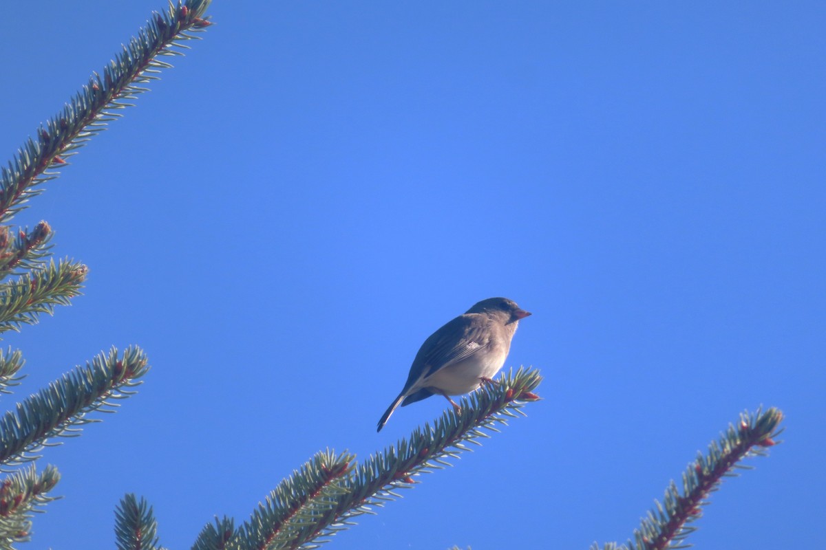 Dark-eyed Junco - ML642625479