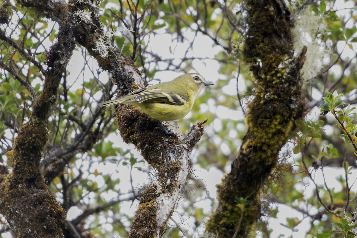 gulbåndvireo - ML642625488
