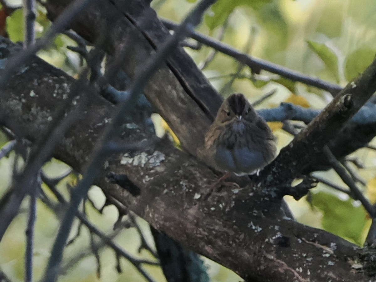 Lincoln's Sparrow - ML642625489
